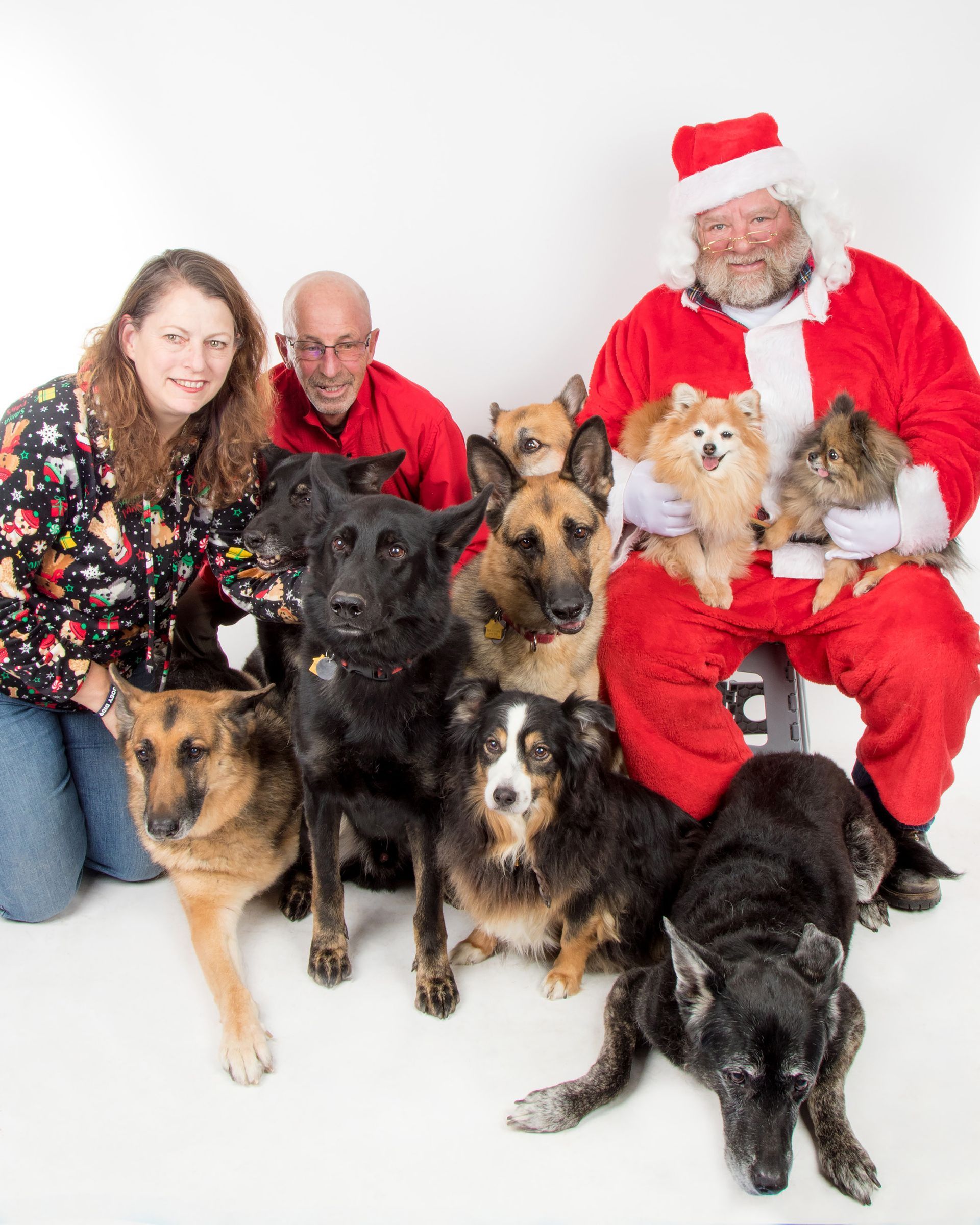 A group of dogs are posing for a picture with santa claus