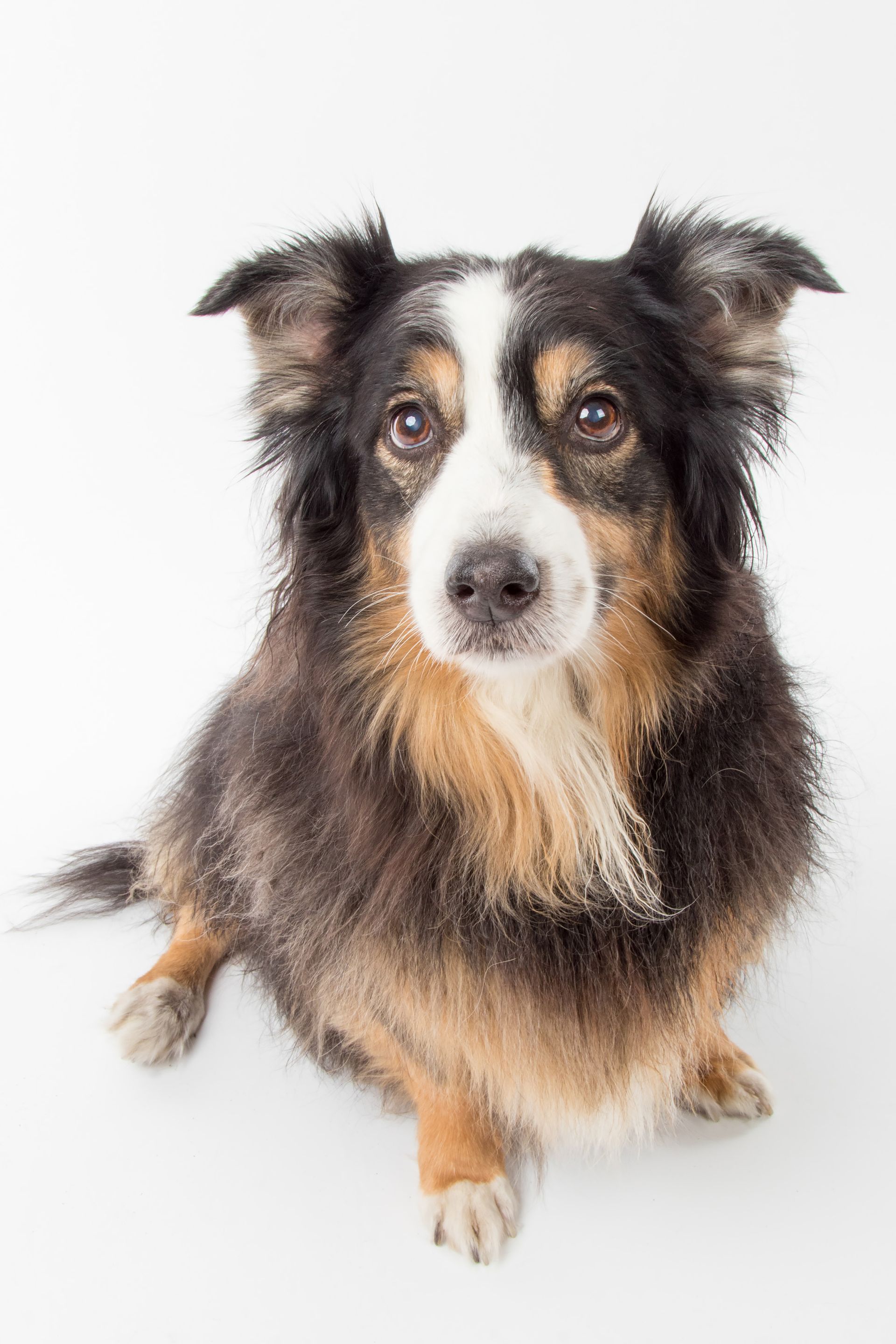 A brown and white dog is sitting on a white surface and looking up at the camera.