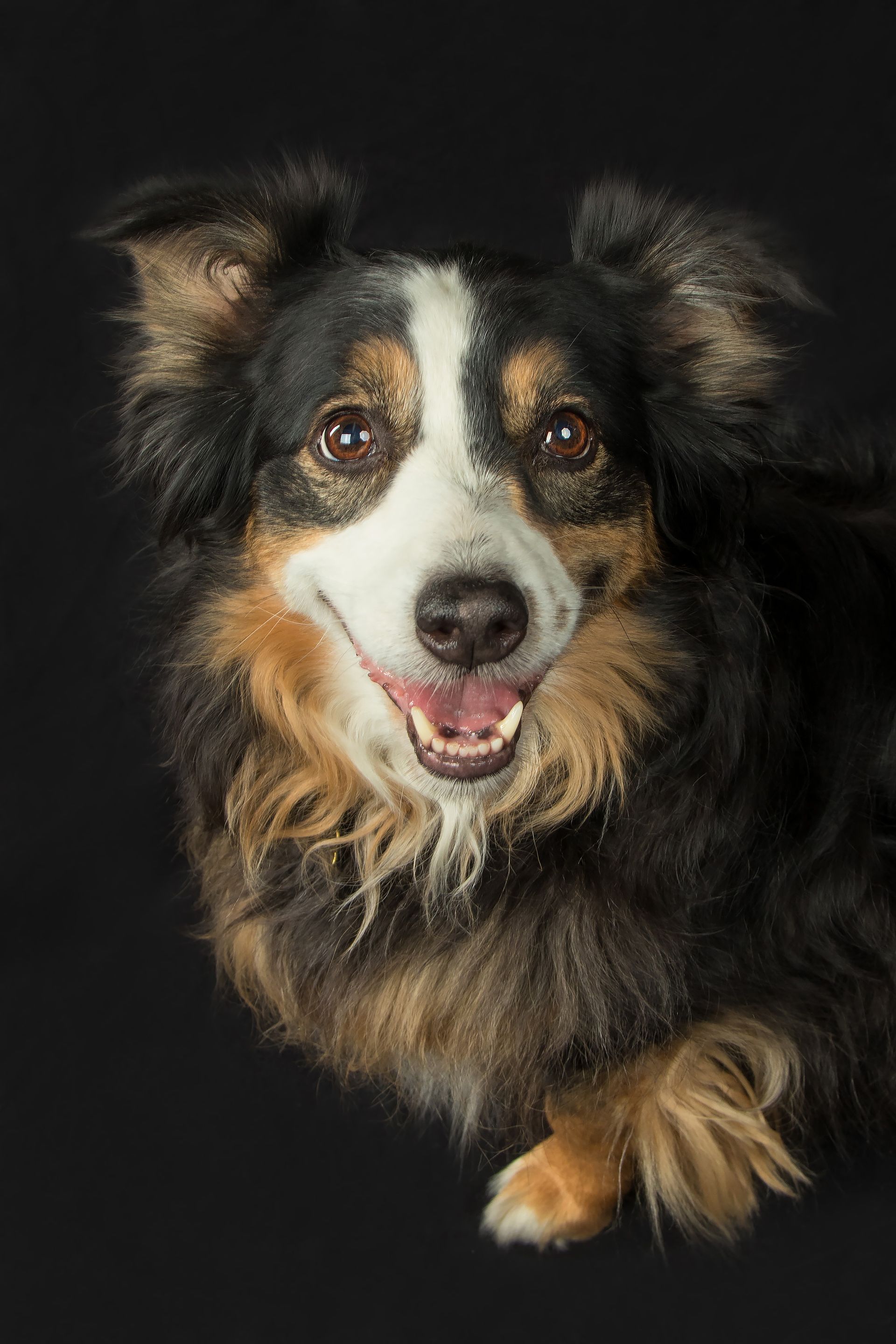 A brown and white dog is laying down on a black background and smiling.