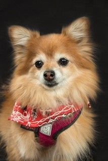A pomeranian dog wearing a red bandana and collar.