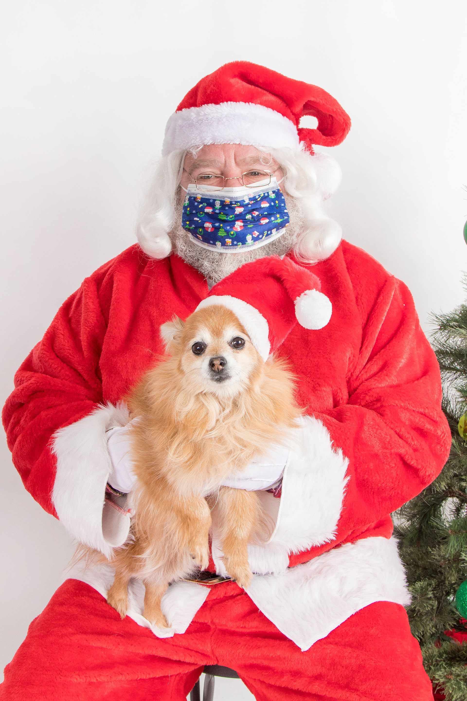 Santa claus is wearing a face mask and holding a small dog.