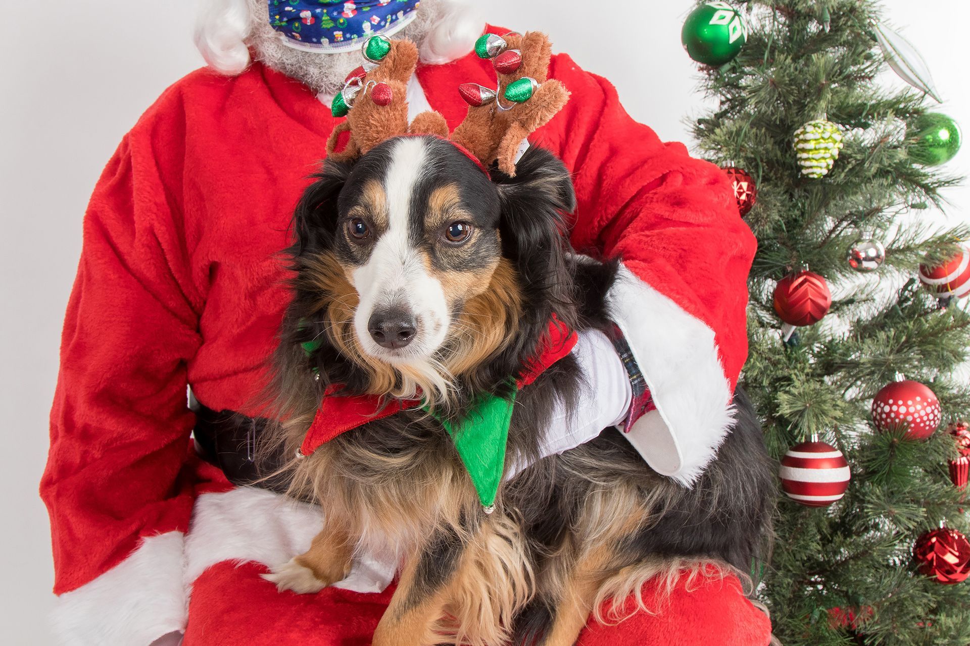 A person dressed as santa claus is holding a dog in front of a christmas tree.