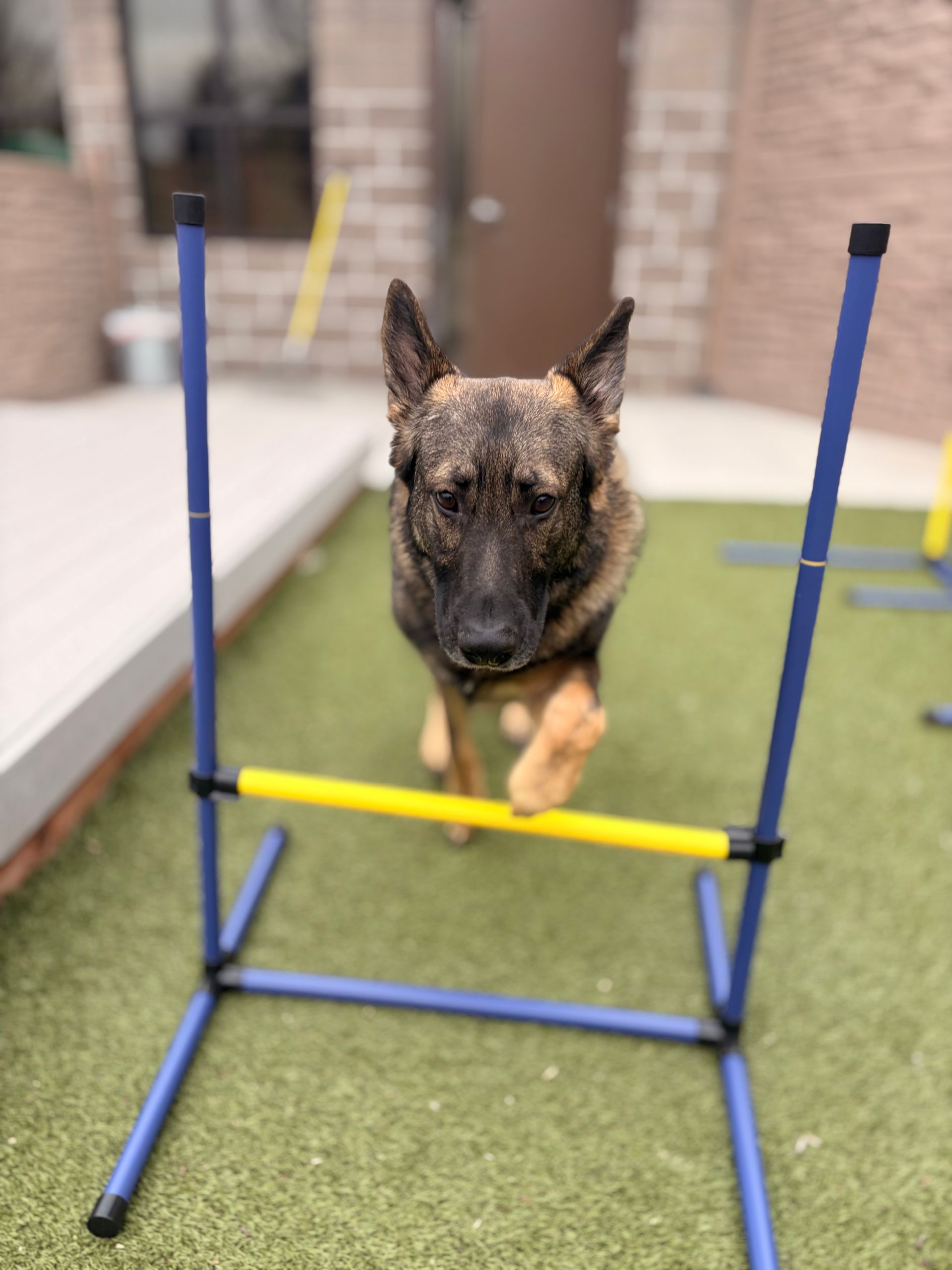 A German Shepherd jumps over a yellow and blue agility hurdle on a patch of artificial grass.