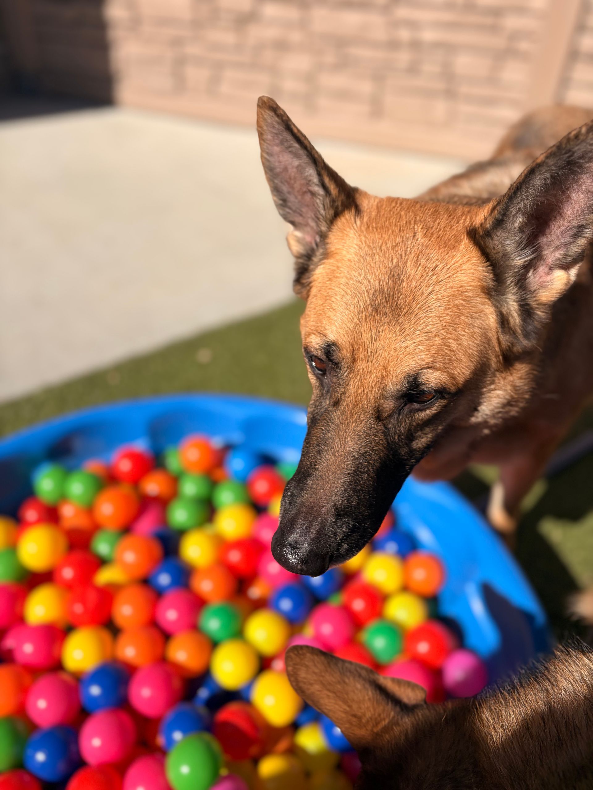 A German Shepherd looking curiously into a blue plastic pool filled with colorful plastic balls on a sunny day.