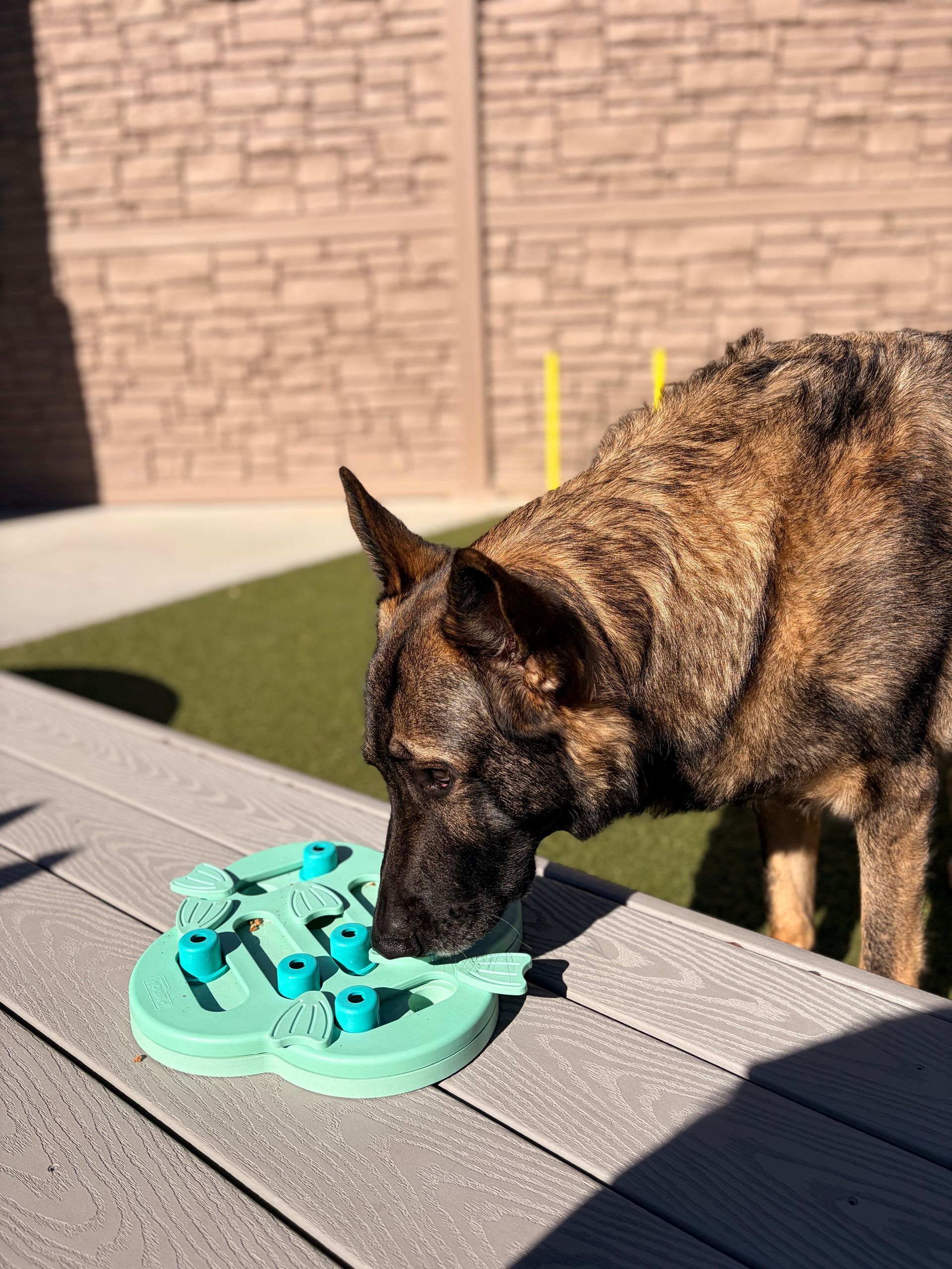A brindle German Shepherd nudges a light green, clover-shaped puzzle toy on a wooden deck.