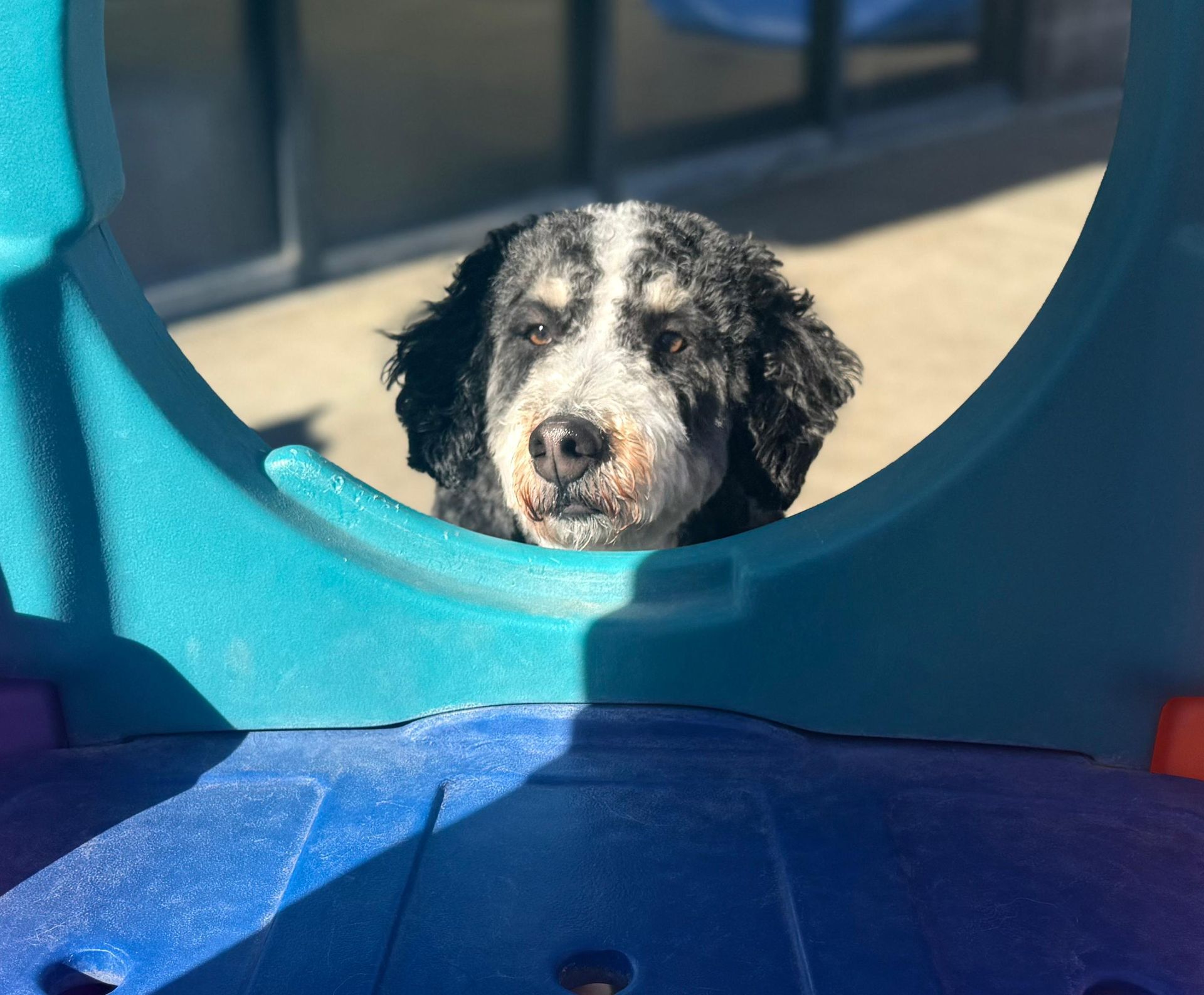 A black and white fluffy dog peeking through a circular opening in a colorful play structure.