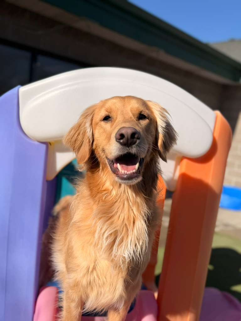 A happy golden retriever 