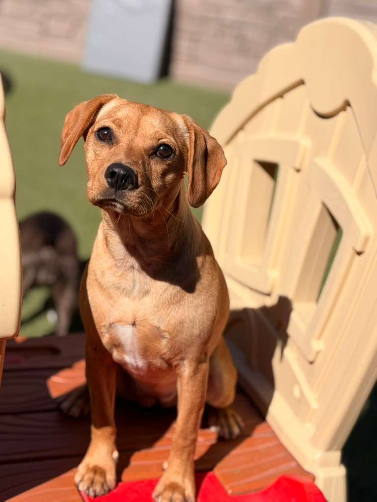 A tan, short-haired dog with dark eyes sits alertly on a tan play structure in a sunlit outdoor area.
