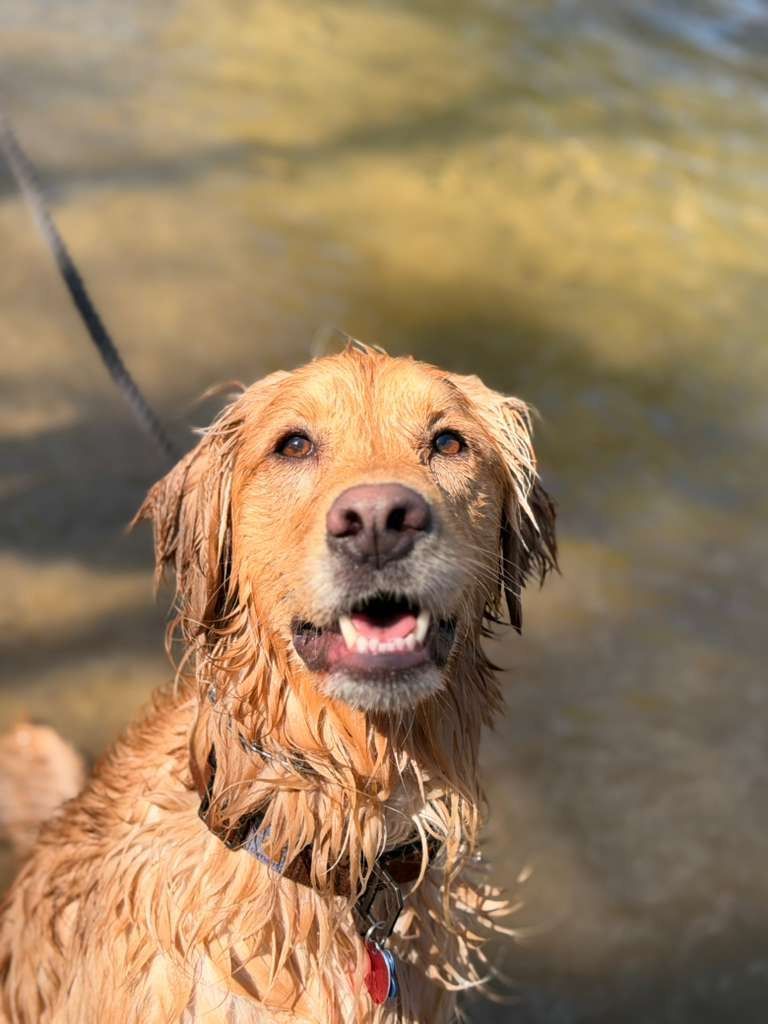 A happy golden retriever looks up with its mouth open