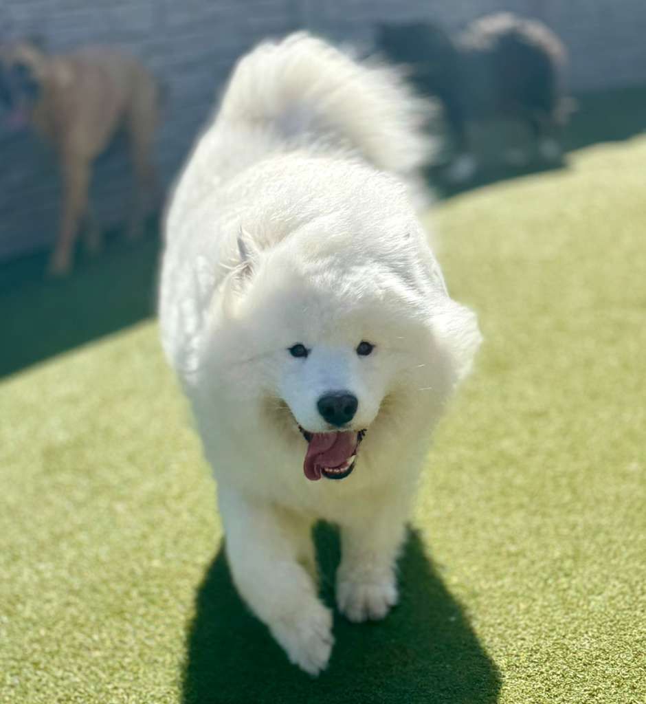A fluffy white Samoyed dog runs happily on green grass with its tongue hanging out, blurred dogs in the background.