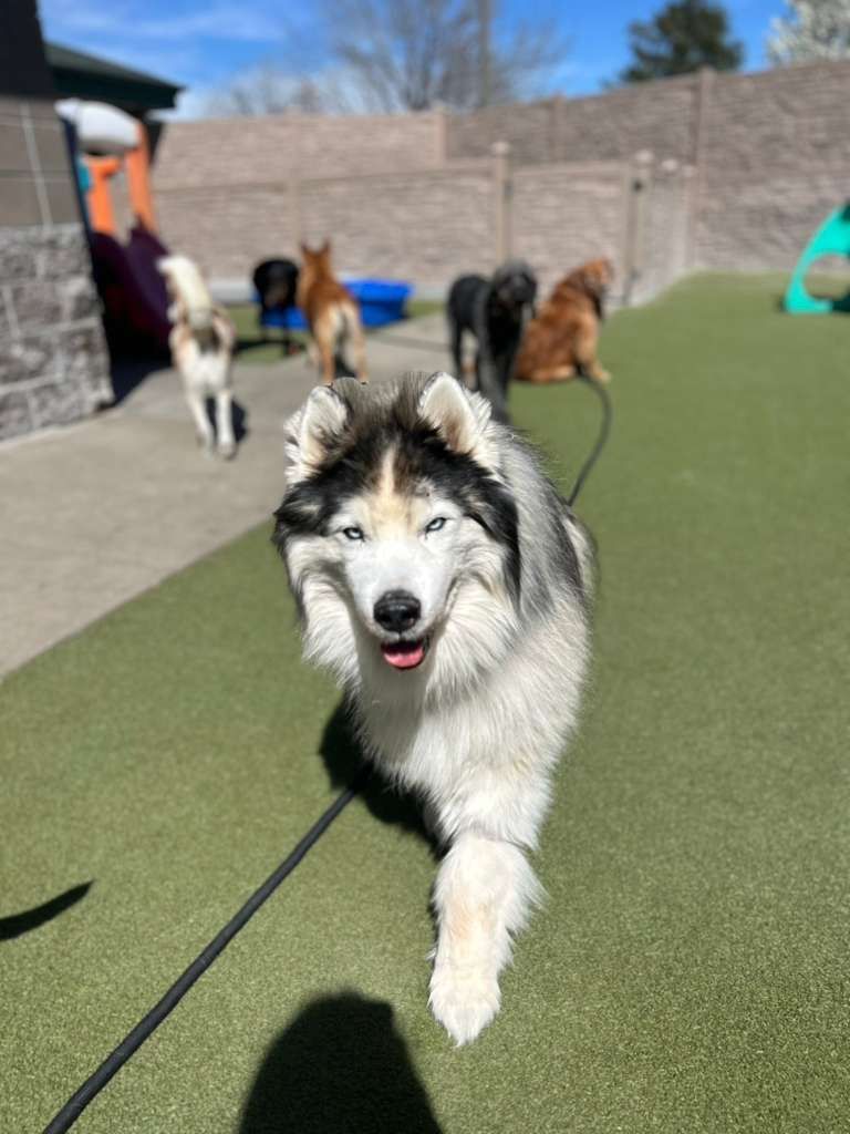 A fluffy husky with bright eyes smiling in a sunlit dog park, with several other dogs visible in the background.