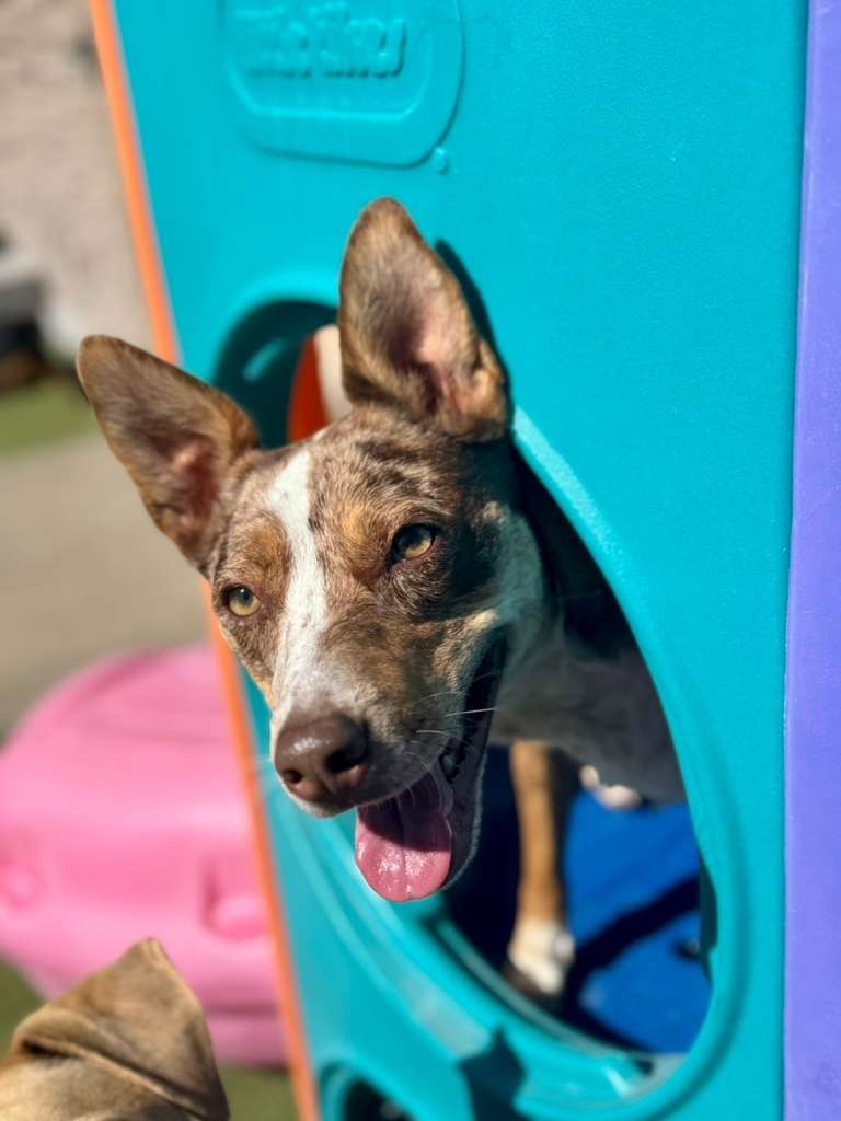 A speckled, brown and white dog with alert ears smiles while peeking through a blue circular opening in a play structure.