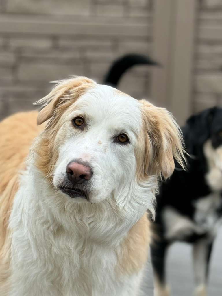 A light-tan and white dog with a gentle expression looks toward the camera, with a blurry black dog visible behind it.