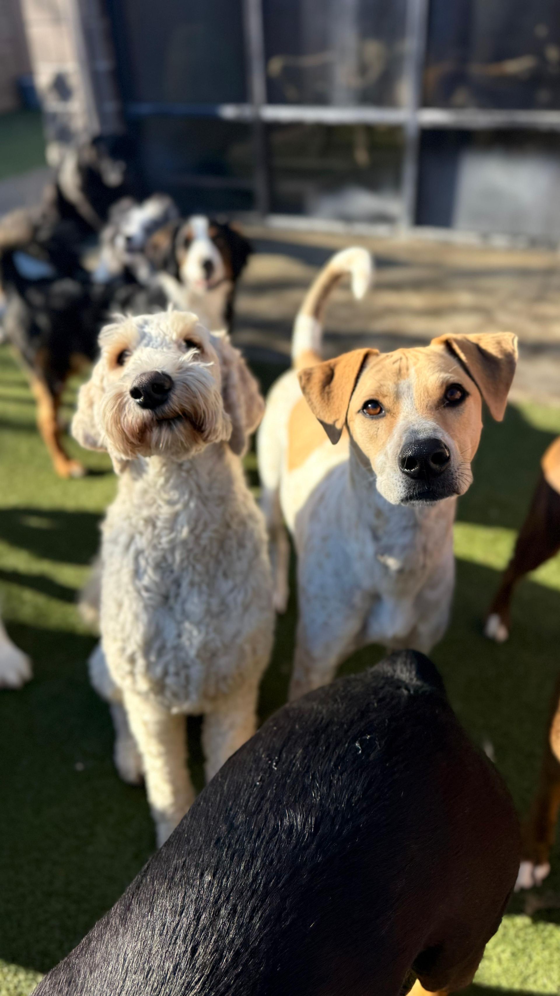 A white shaggy-haired dog and a tan and white dog stand on artificial grass, looking toward the camera among other dogs.