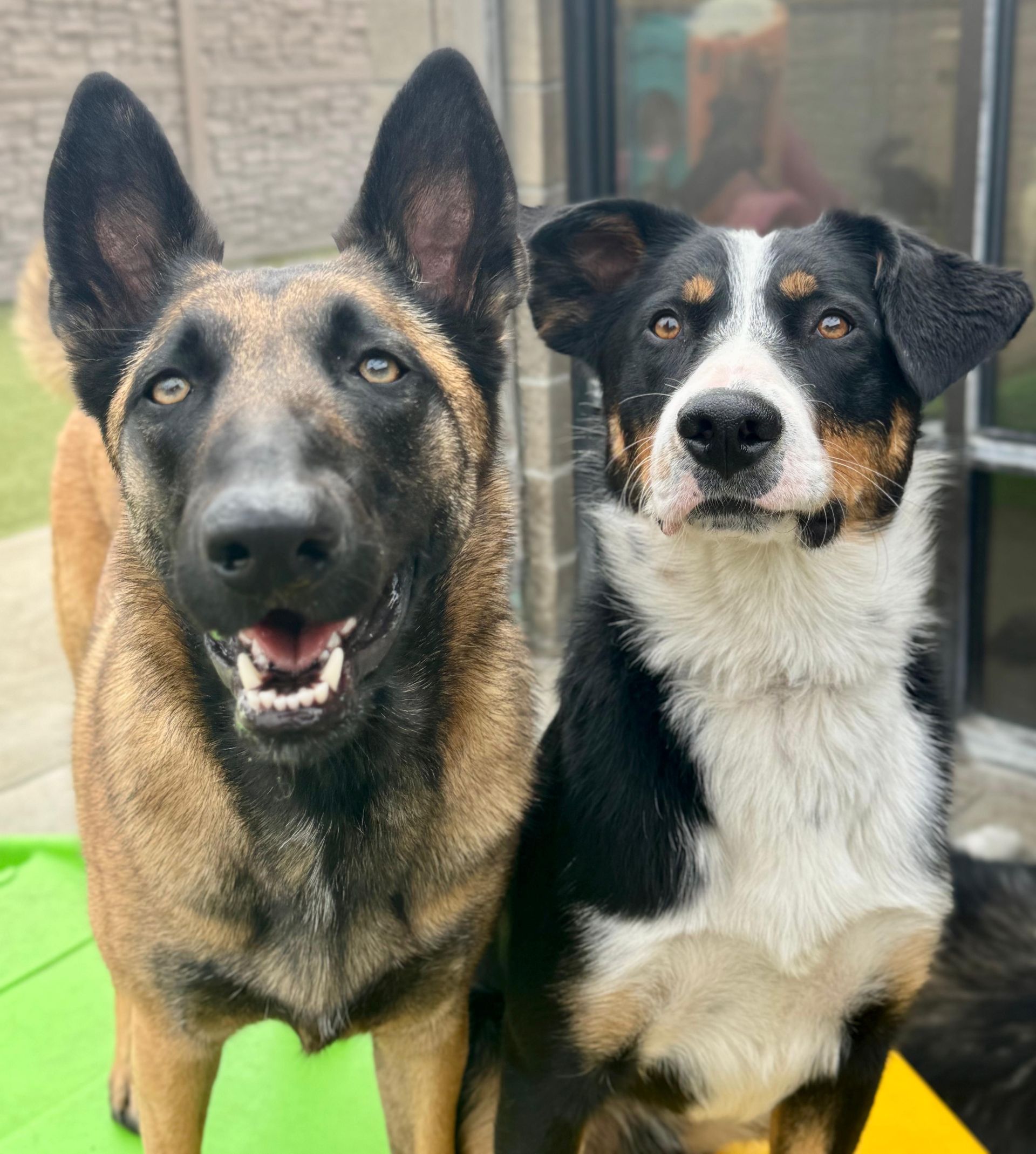 A tan Belgian Malinois and a tricolor dog with black, white, and tan markings posing side-by-side outdoors.