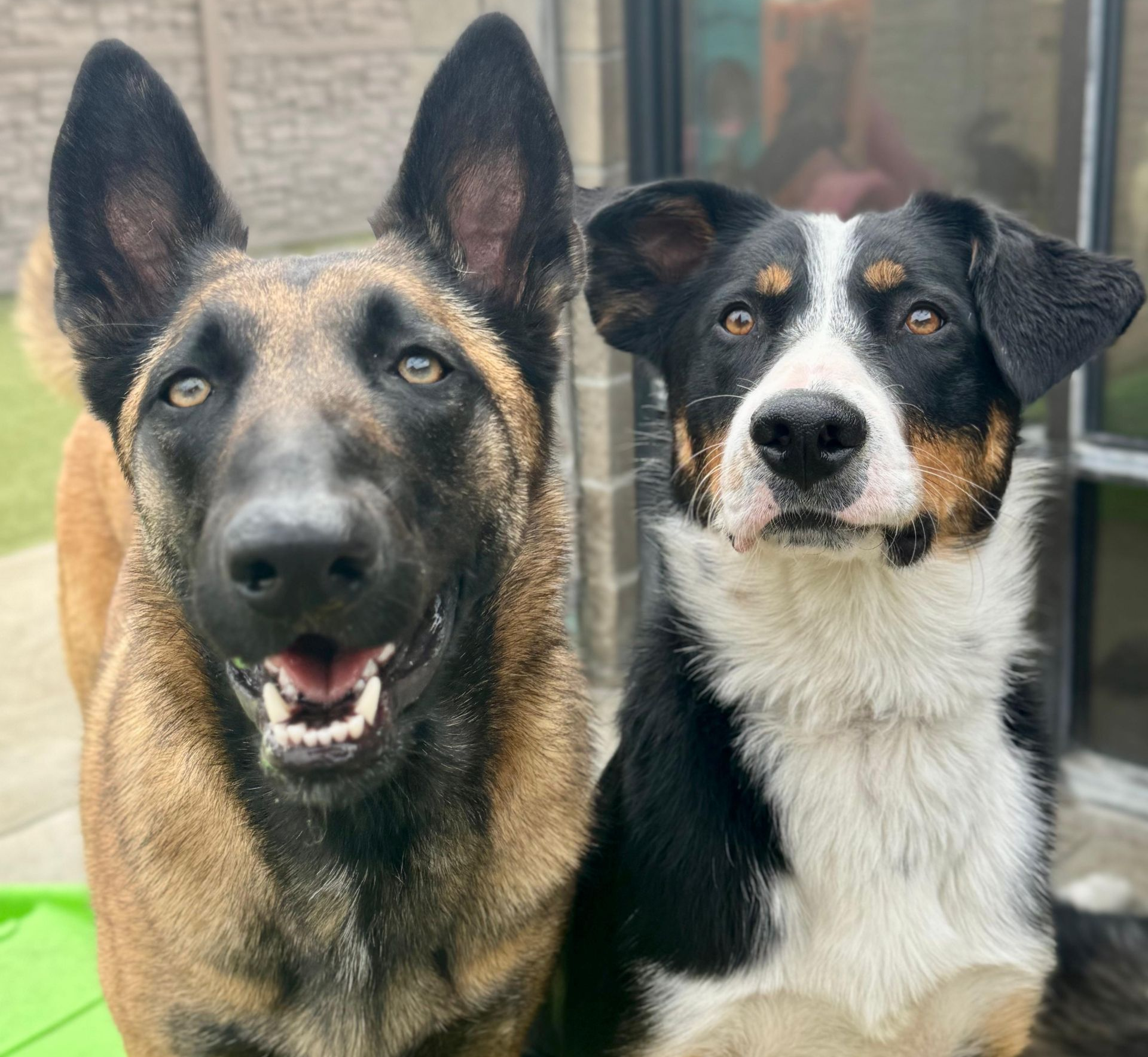 Two dogs sitting side by side, a German shepherd and a black-and-white dog, both facing the camera.