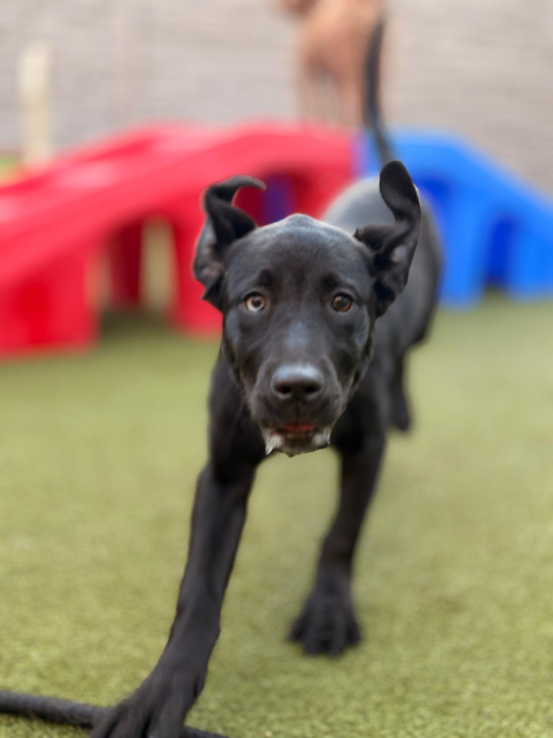 A black puppy with floppy ears stands on green turf, looking at the camera with a playful expression.