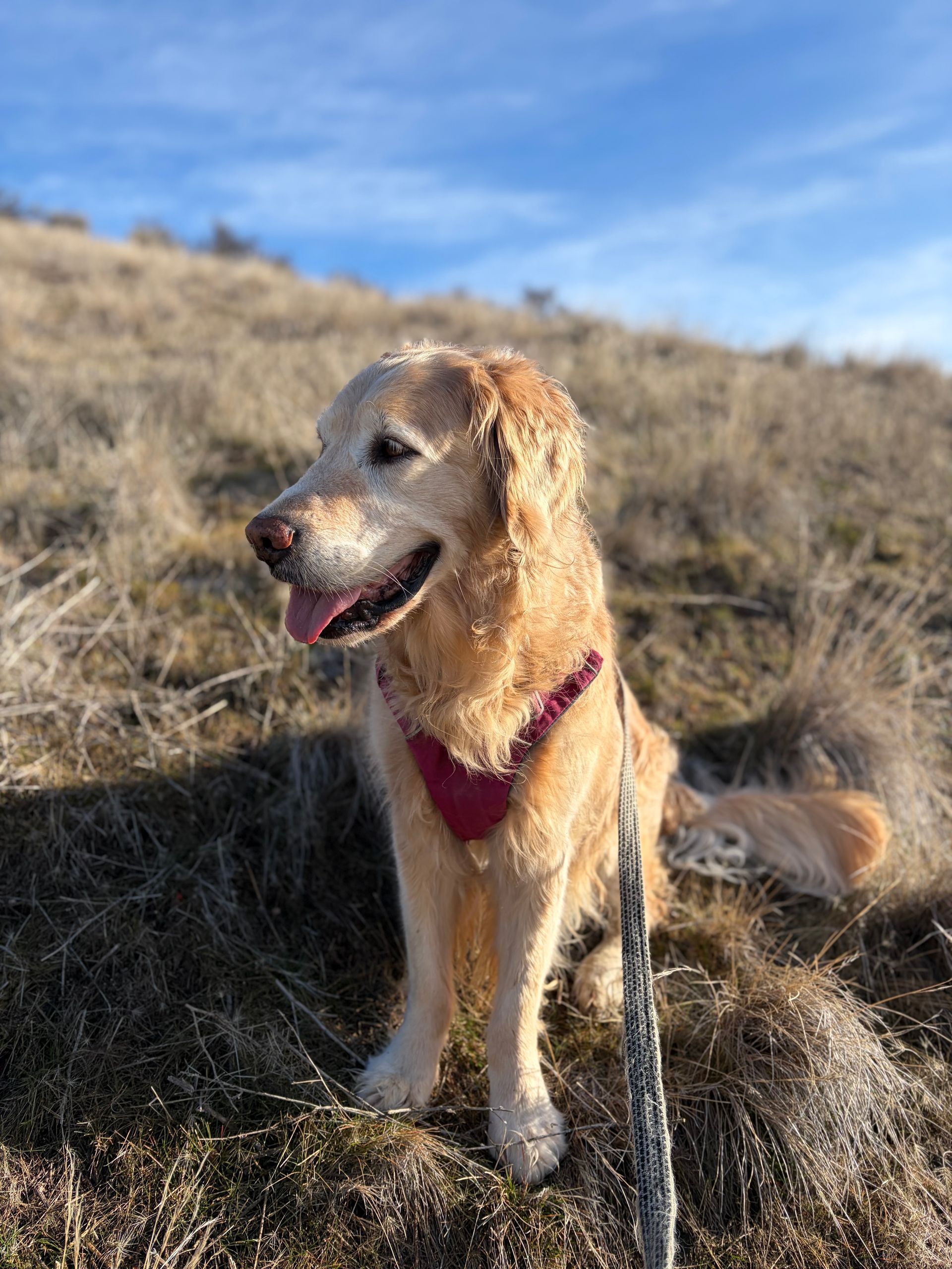 A light-colored golden retriever wearing a dark harness sits in a field of dry grass under a blue sky.