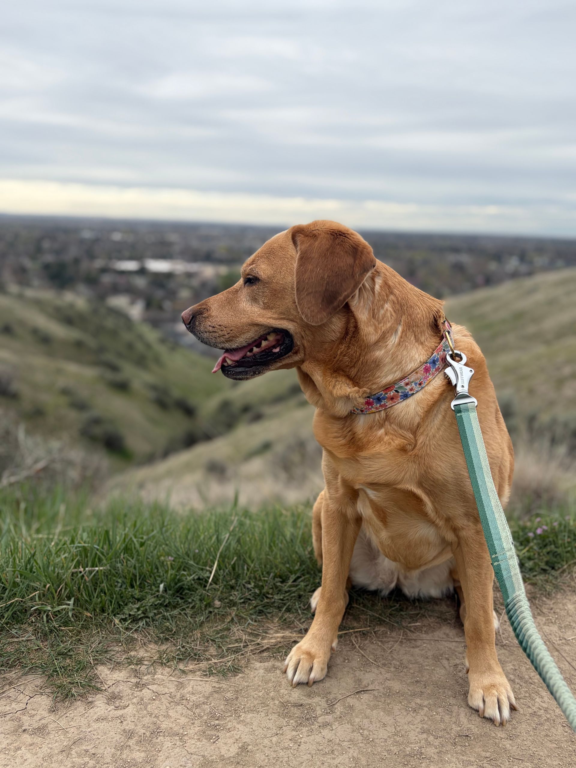 A golden-brown dog wearing a patterned collar and a light green leash sits on a dirt trail overlooking a valley.