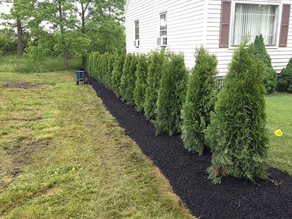 A row of trees are lined up in front of a house.