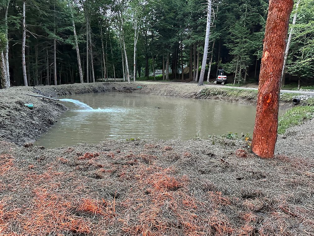 A small pond in the middle of a forest with a tree in the foreground.