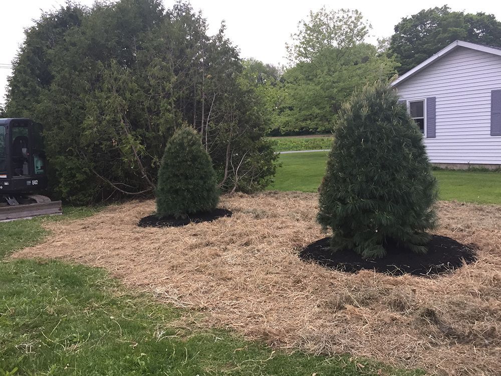 Two christmas trees are in a yard in front of a house.