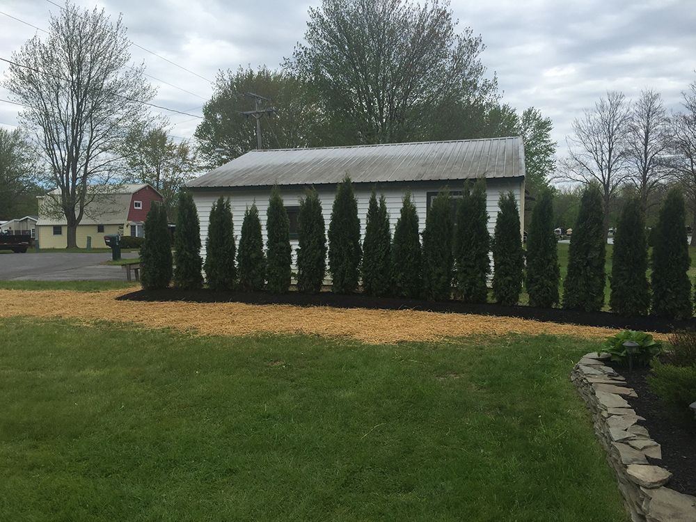 A row of trees in a yard in front of a house.