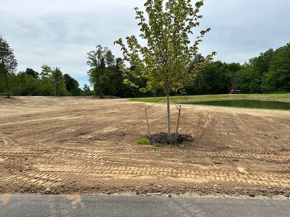 A tree is growing in the middle of a dirt field.