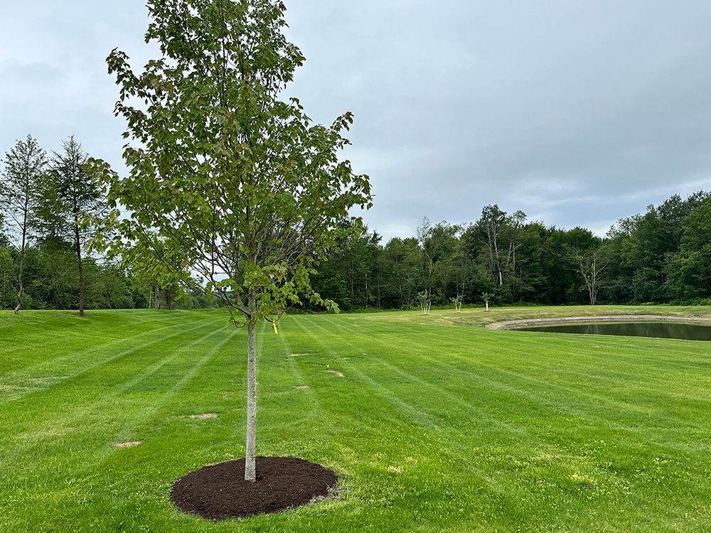 A tree in the middle of a lush green field.