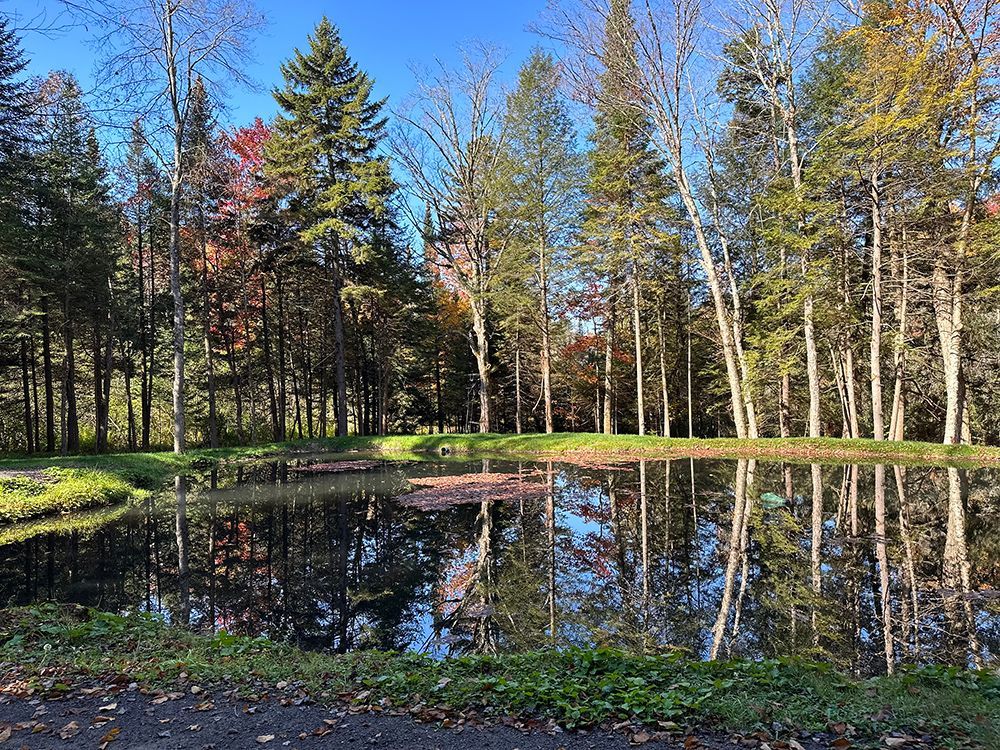 A pond in the middle of a forest with trees reflected in the water.
