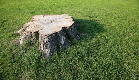 Tree stump