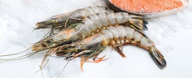 Shrimp