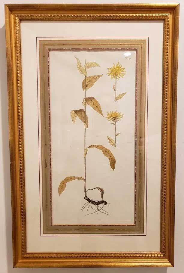 A framed botanical illustration featuring two yellow wildflowers with green stems and leaves against a white background.
