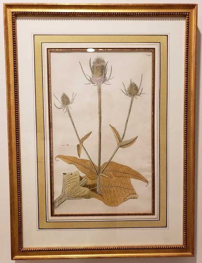 A framed botanical drawing of a teasel plant with three spiky flower heads and large, textured tan leaves.