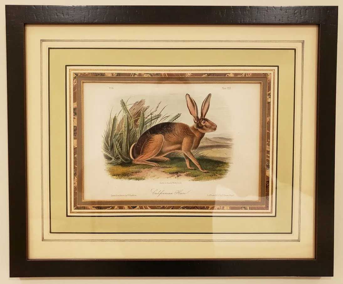 A framed vintage-style illustration of a brown hare sitting in grass, labeled 