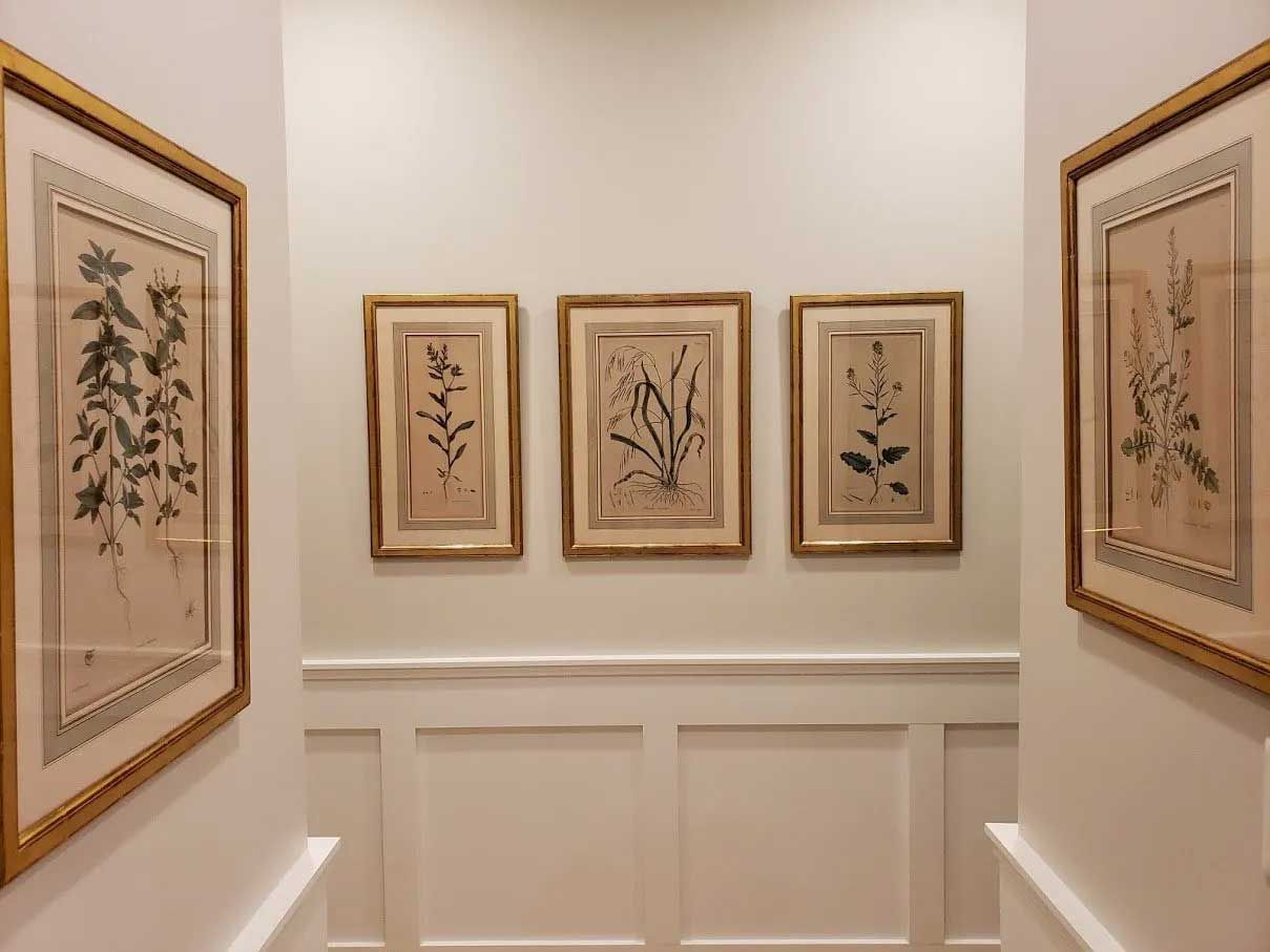 A hallway featuring five framed botanical sketches in gold frames mounted on a white wall with wainscoting.