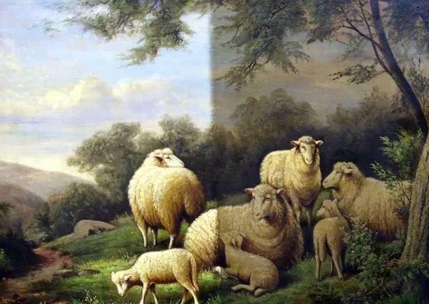 A flock of sheep in a meadow, showing a stark contrast between a brightly lit, restored side and a darker, aged side.