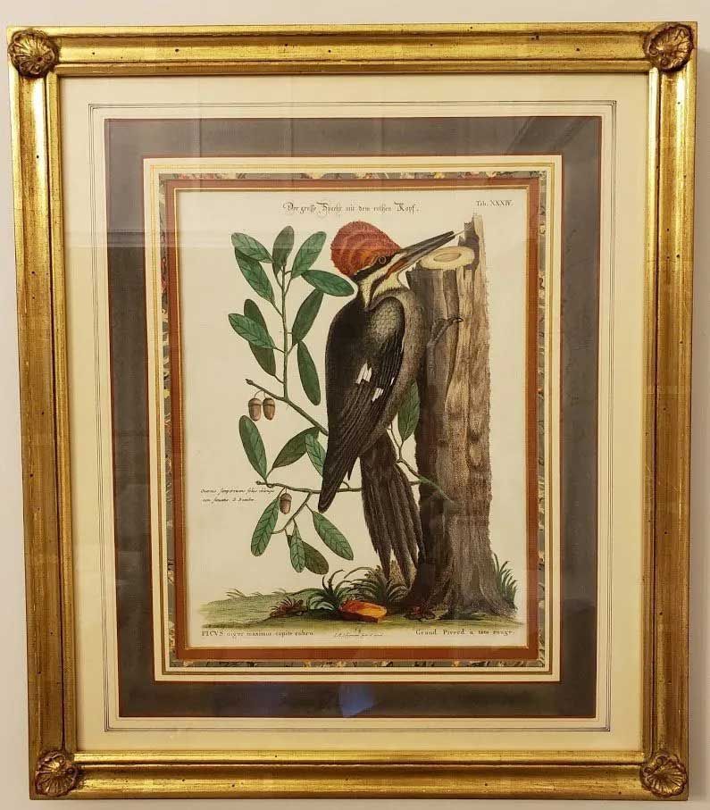 A framed historical print of a woodpecker with a red crest perched on a tree trunk next to a leafy branch.
