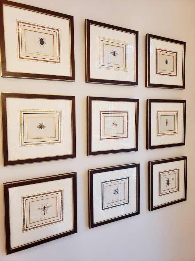 A wall display of nine framed, square art pieces featuring various insects arranged in a three-by-three grid.