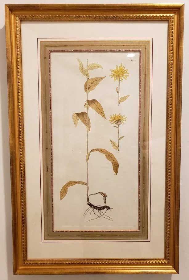 Botanical drawing of yellow-flowered plants with leaves and roots in a ornate gold frame.