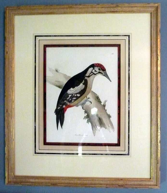 A framed vintage print of a woodpecker with black, white, and red plumage perched on a tree branch.