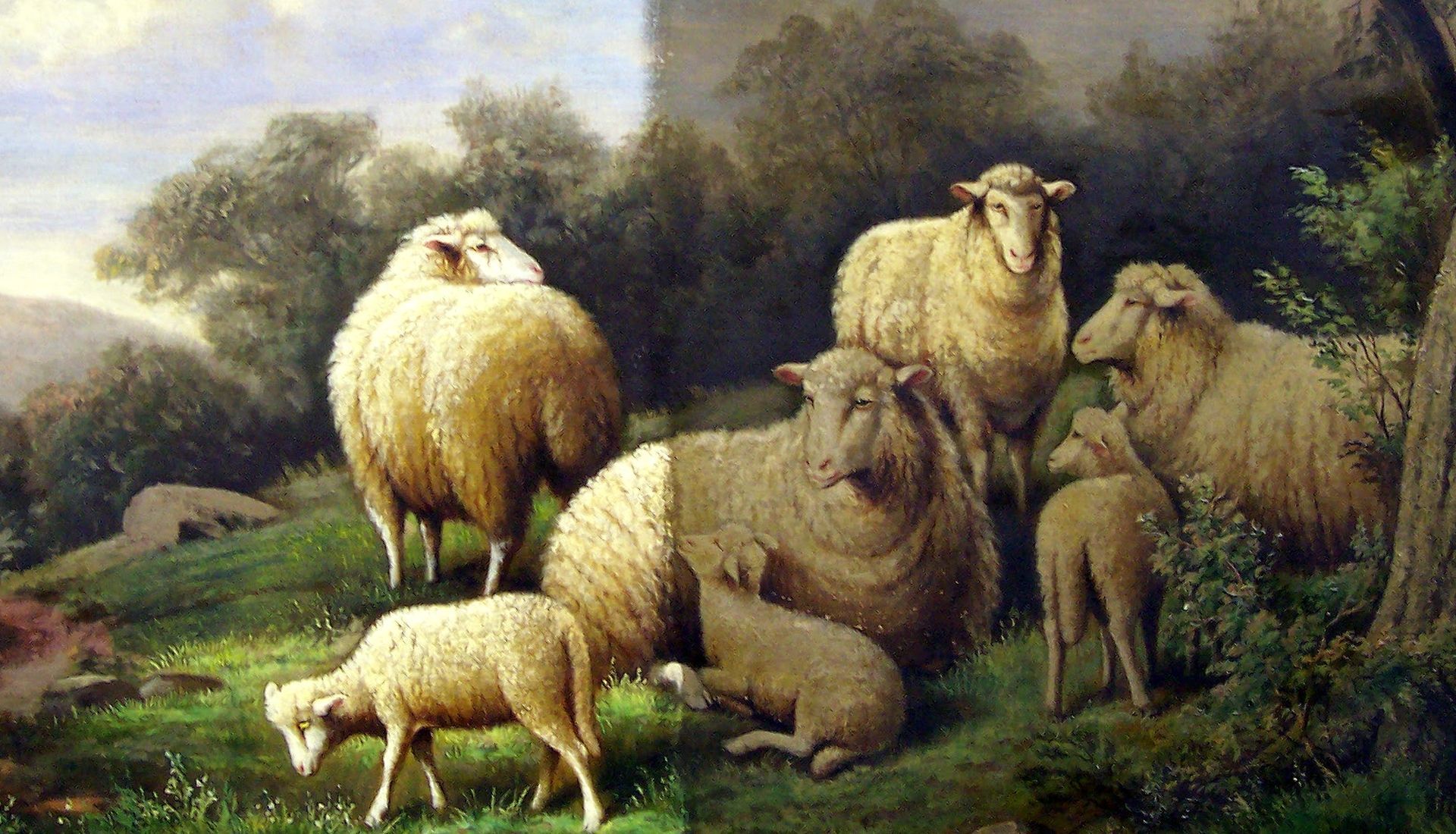 Sheep grazing in a grassy field, with several fluffy white and tan sheep near trees and hills.