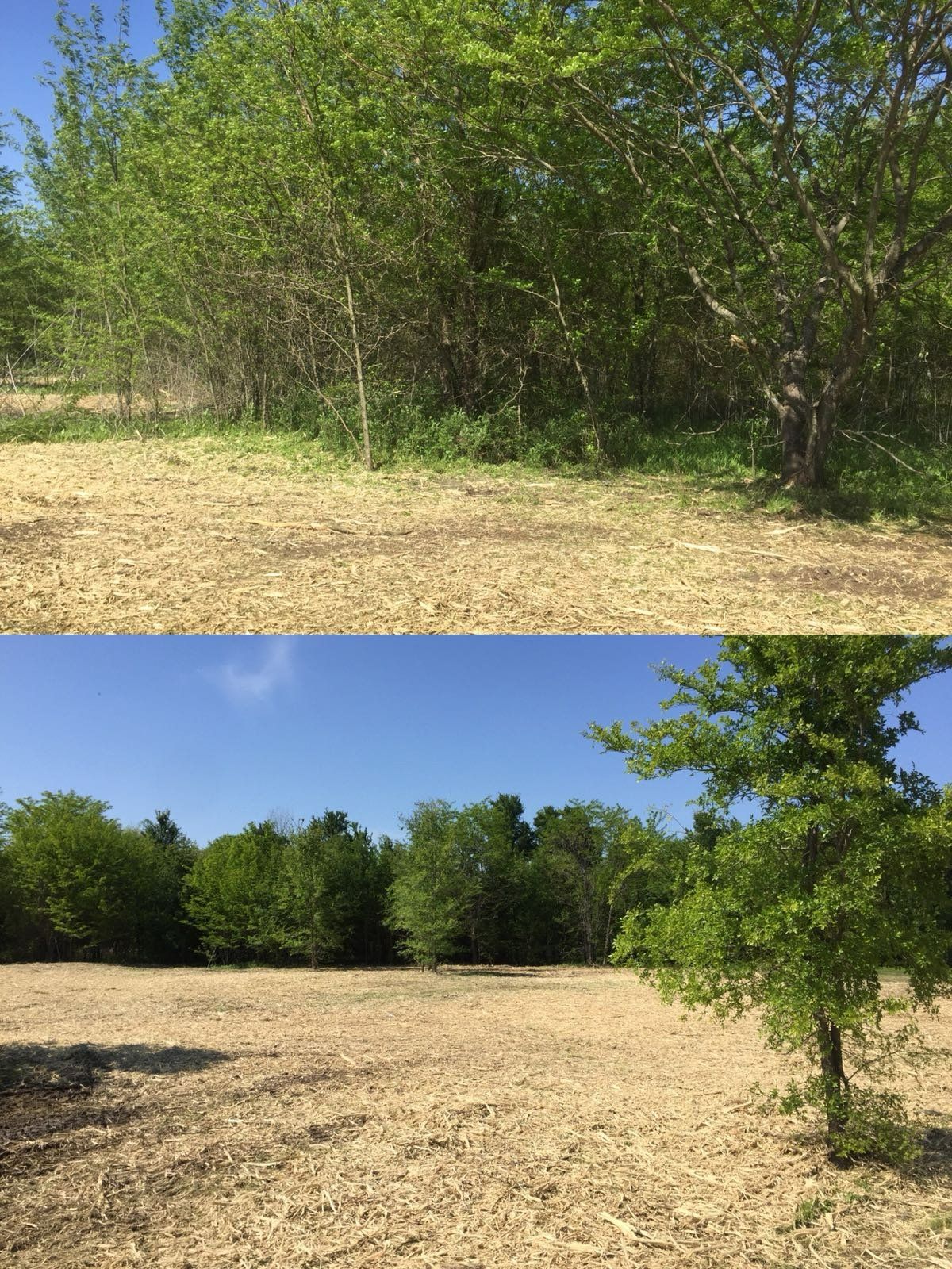 Before and after land clearing