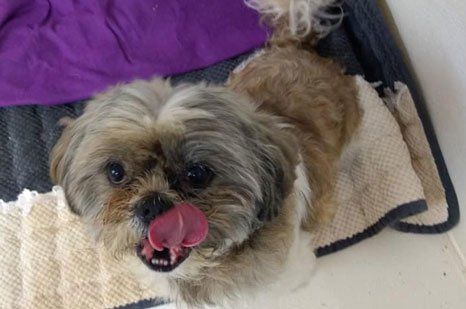 happy trails pet grooming