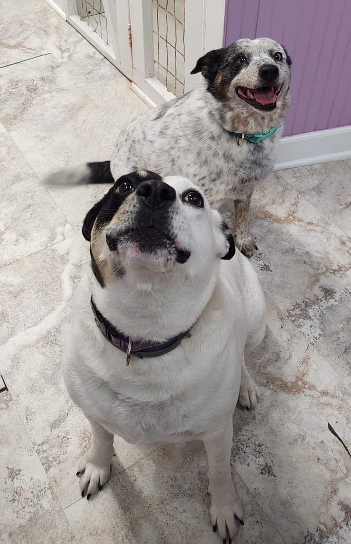 dog interior boarding
