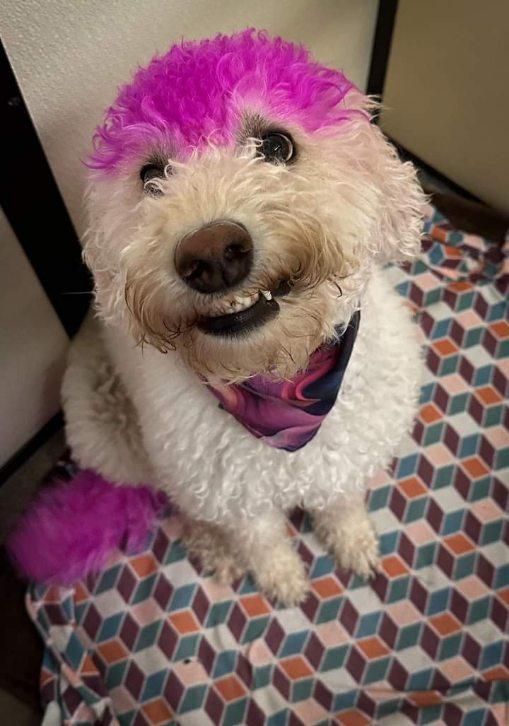 A white dog with pink hair is sitting on a bed.
