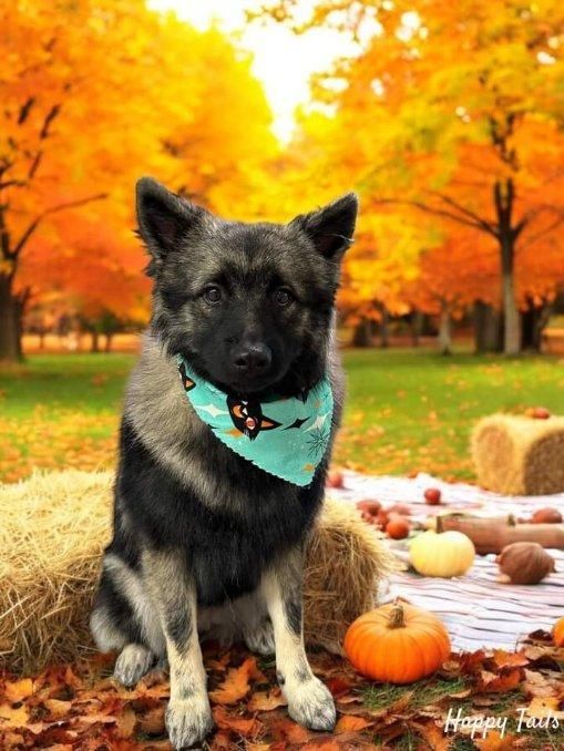A dog wearing a bandana is sitting on a hay bale