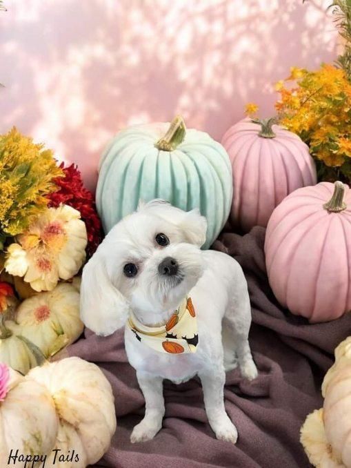 A small white dog is surrounded by pumpkins and flowers