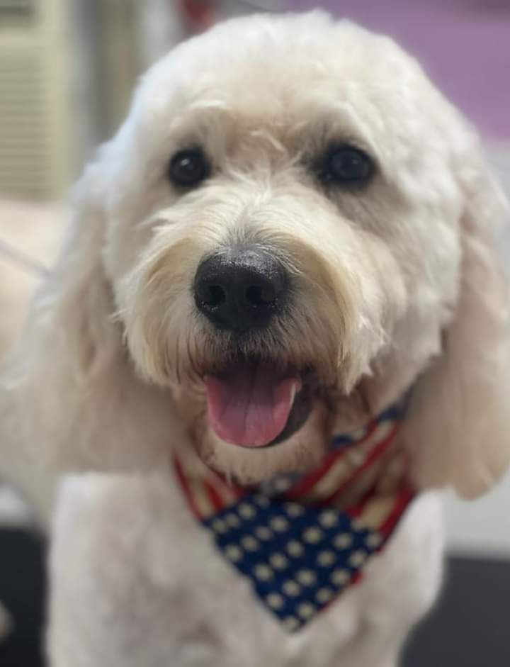 grooming and haircut