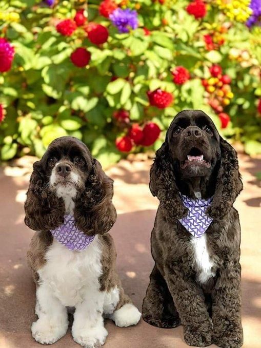 Two cocker spaniel dogs wearing bandanas are sitting next to each other.